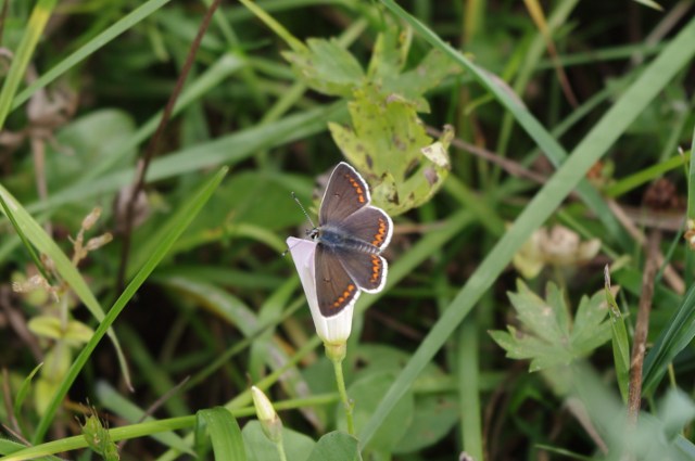 A picture of a butterfly in our wild flower meadow at Anstey Grove Barn bed and breakfast and self-catering accommodation in Hertfordshire