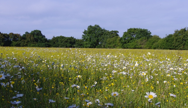 The wildflower meadow at Anstey Grove Barn