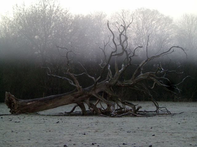 A picture of the fallen oak tree at Anstey Grove Barn bed and breakfast and self-catering accommodation in Hertfordshire